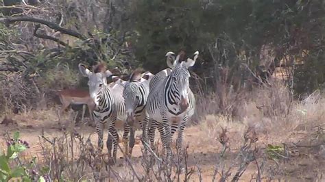 african wildlife cam|African River Wildlife Camera powered by Explore.org。